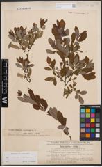 Foto von Salix cinerea L. x Salix starkeana Willd.